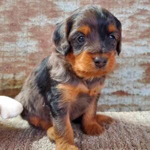 Aussiedoodle Puppy Chutney