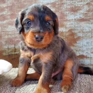 Aussiedoodle Puppy Chutney