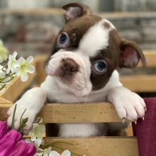Boston Terrier Puppy Tyson