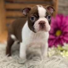 Boston Terrier Puppy Tyson