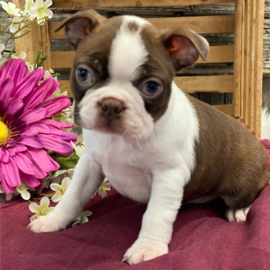Boston Terrier Puppy Tyson