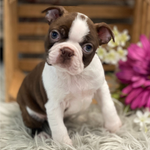 Boston Terrier Puppy Tyson