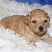 Goldendoodle Puppy Zack