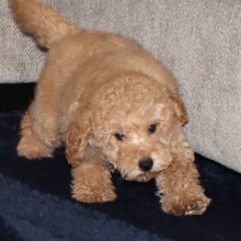 Puppy