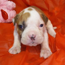 American Bulldog Puppy Jennie