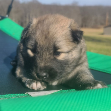 Keesh-Inu Puppy Toasty