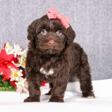 Portuguese Water Dog Puppy Serena