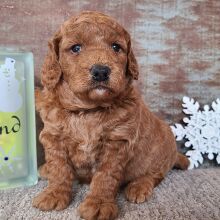 Goldendoodle Puppy Hooch