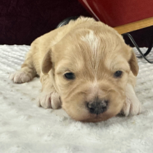 Goldendoodle Puppy Joe