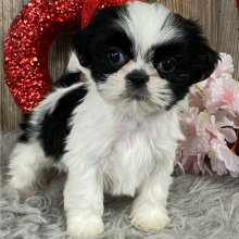 Shih Tzu Puppy Leu
