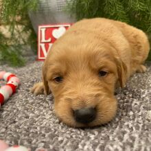 Golden Retriever Puppy Maggie