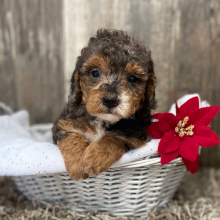 Bernedoodle Puppy Sabrina