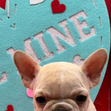French Bulldog Puppy Inferno