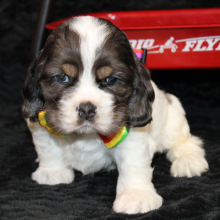 Cocker Spaniel Puppy Cato