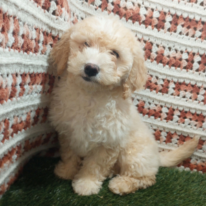 Goldendoodle Puppy Darla