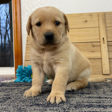 Labrador Retriever Puppy Caryn