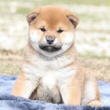Shiba Inu Puppy Professor