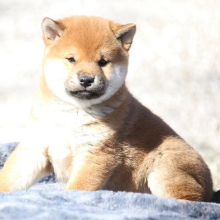 Shiba Inu Puppy Professor