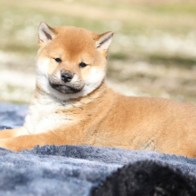 Shiba Inu Puppy Professor