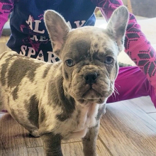 French Bulldog Puppy Bentley