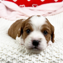 Cavapoo Puppy Wendall