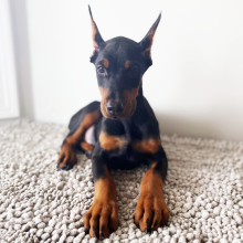 Doberman Pinscher Puppy Willow