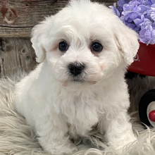 Bichon Frise Puppy Camelot
