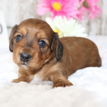 Dachshund Puppy Pluto