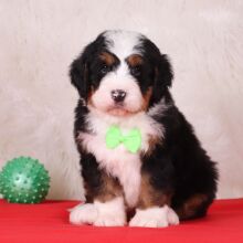 Bernedoodle Puppy Moses