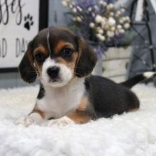 Beagle Puppy Colter