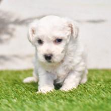 Bichon Frise Puppy Rio