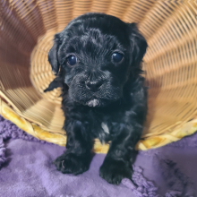 Maltipoo Puppy Oreo
