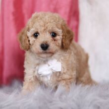 Bichonpoo Puppy Diego