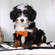 Bernedoodle Puppy Casper