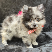 Pomeranian Puppy Tiger