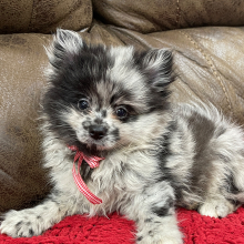 Pomeranian Puppy Tiger