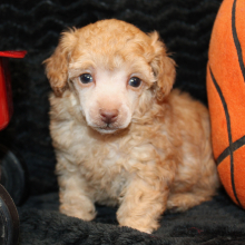Poodle Puppy Henri