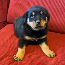 Rottweiler Puppy Missy