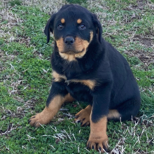 Rottweiler Puppy Missy