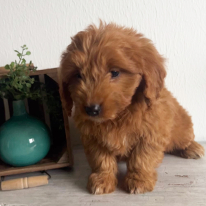 Goldendoodle Puppy Jules