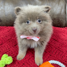 Pomeranian Puppy Cupcake