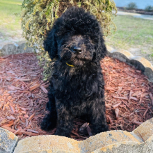Labradoodle Puppy Marvin