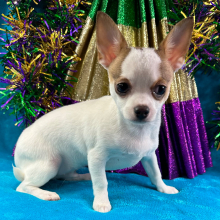 Chihuahua Puppy Lewis