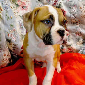 American Bulldog Puppy Gerald