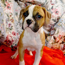 Puppy