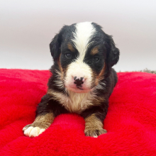 Bernese Mountain Dog Puppy Julie