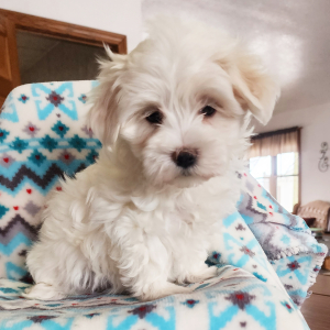 Maltese Puppy Angie