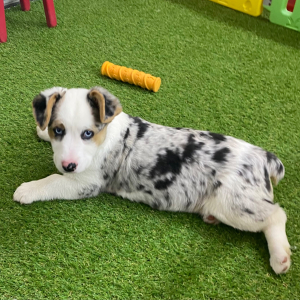 American Corgi Puppy Koda