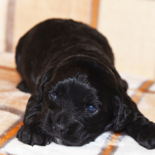 Cockapoo Puppy Caine