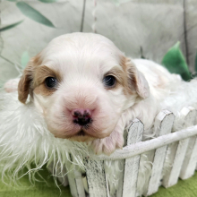 Cavapoo Puppy Lip